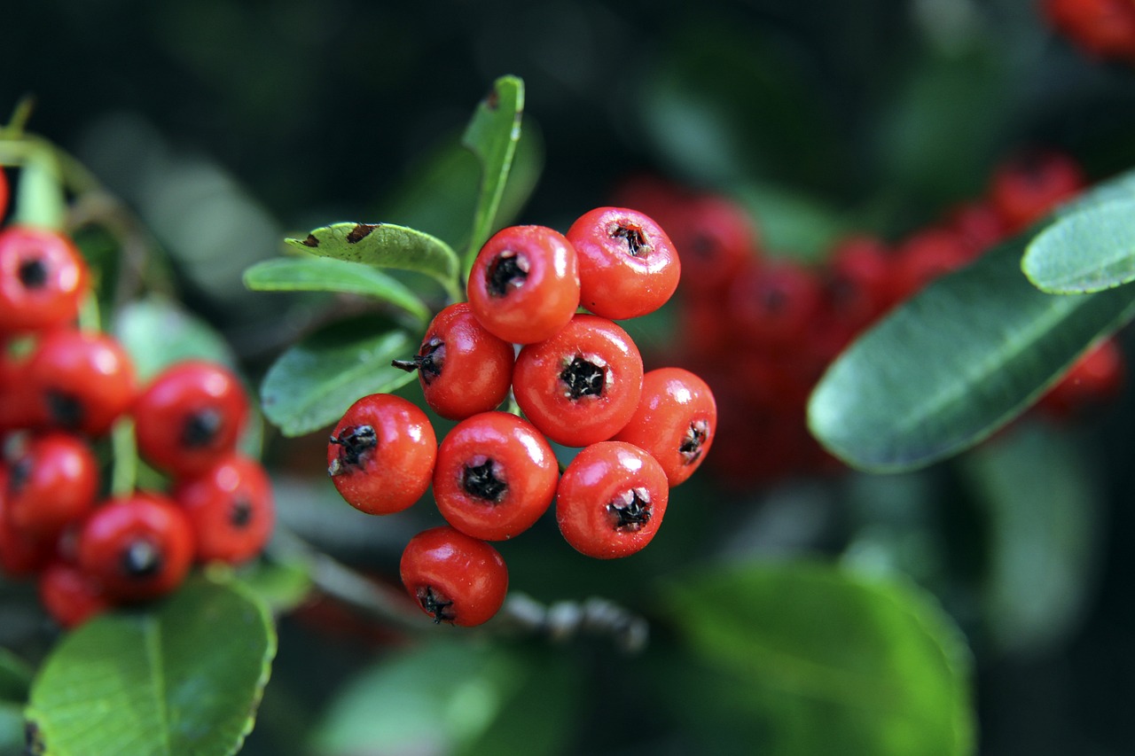 申花官方庆生海报出现低级翻译错误，将32nd写成32th